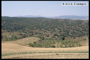 Encinar en Nombrevilla