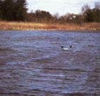 The river Ebro's galachos