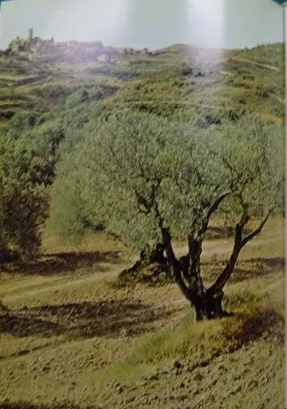 Aragon Roman (La Nuit des Temps 35) 4